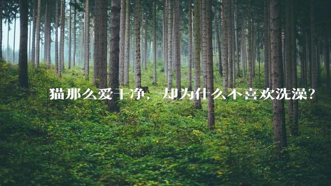 猫那么爱干净,却为什么不喜欢洗澡?