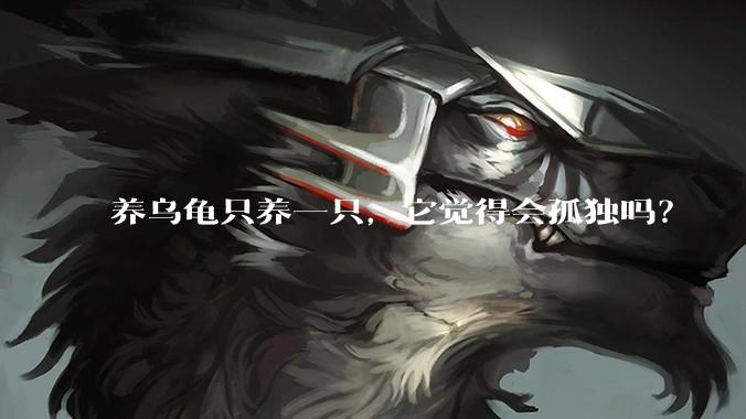养乌龟只养一只,它觉得会孤独吗?