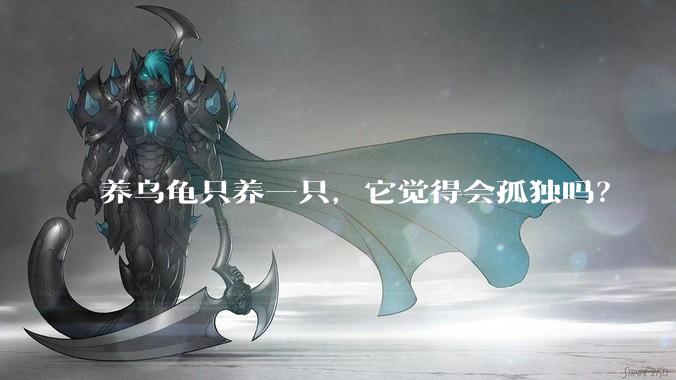 养乌龟只养一只,它觉得会孤独吗?