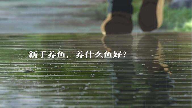 新手养鱼,养什么鱼好?