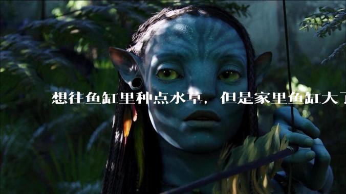 想往鱼缸里种点水草,但是家里鱼缸大了买水草泥或者底砂太贵了,有没有生活中可以替代的物品或其他建议?