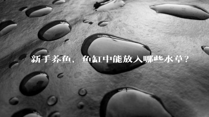 新手养鱼,鱼缸中能放入哪些水草?