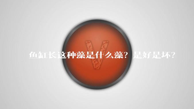 鱼缸长这种藻是什么藻?是好是坏?