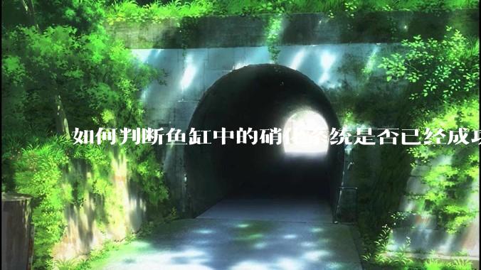 如何判断鱼缸中的硝化系统是否已经成功建立?