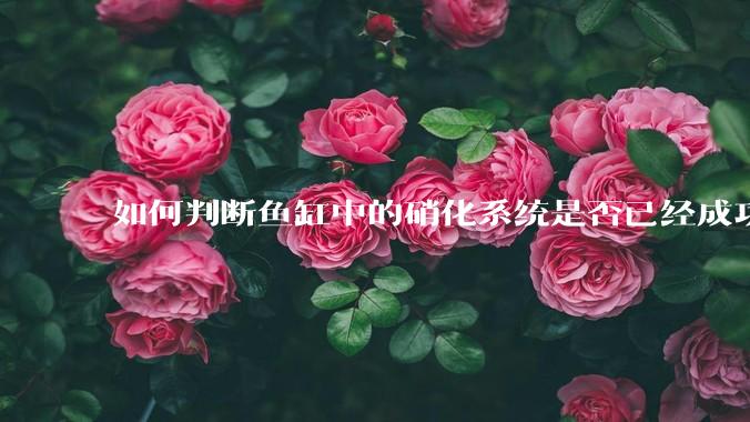 如何判断鱼缸中的硝化系统是否已经成功建立?