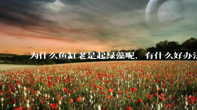 为什么鱼缸老是起绿藻呢,有什么好办法不用整天擦鱼缸?